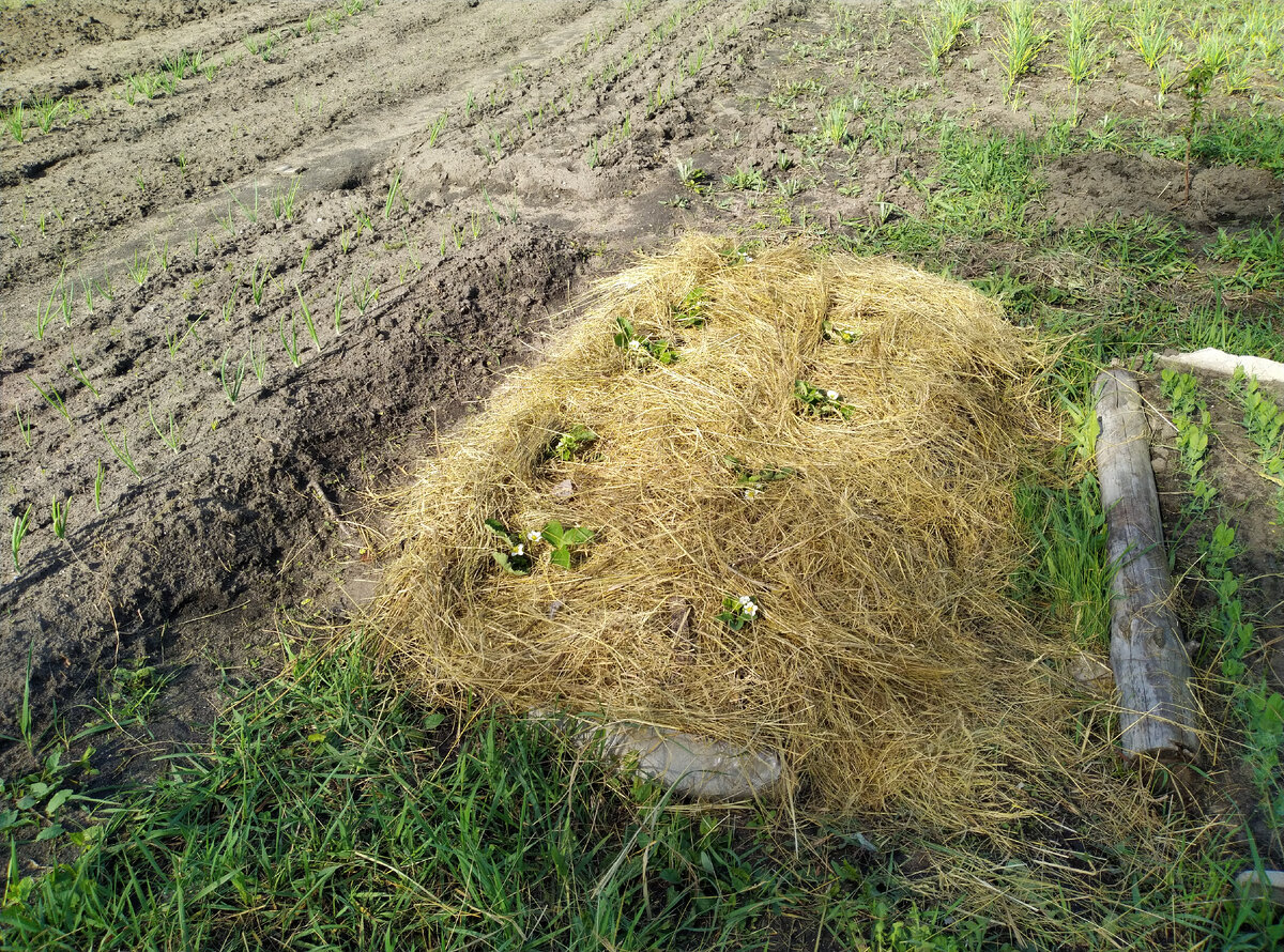 Клубника под шубой