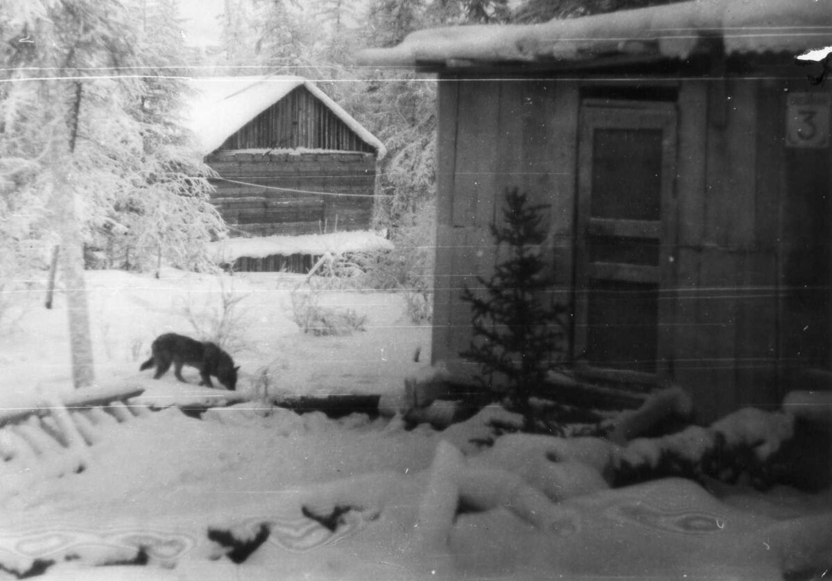 Личное фото. Рождение ул. Таёжная.