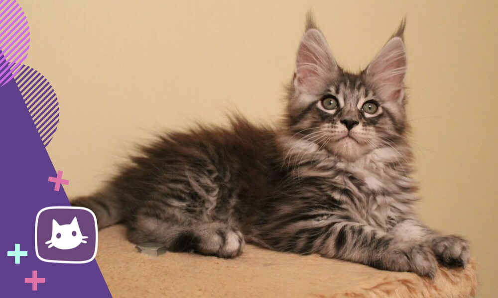 😻Мейн-кун: особенности поведения и характера. Кому подходят кошки этой ...