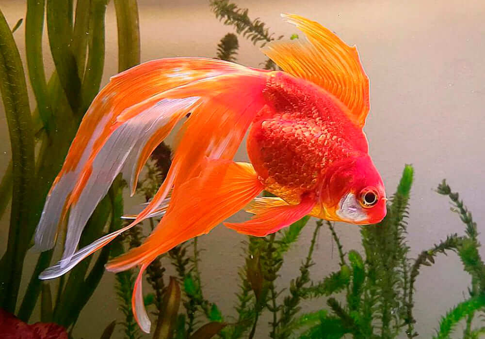 Les variétés de poisson rouge - Association Française du Poisson Rouge Poisson r