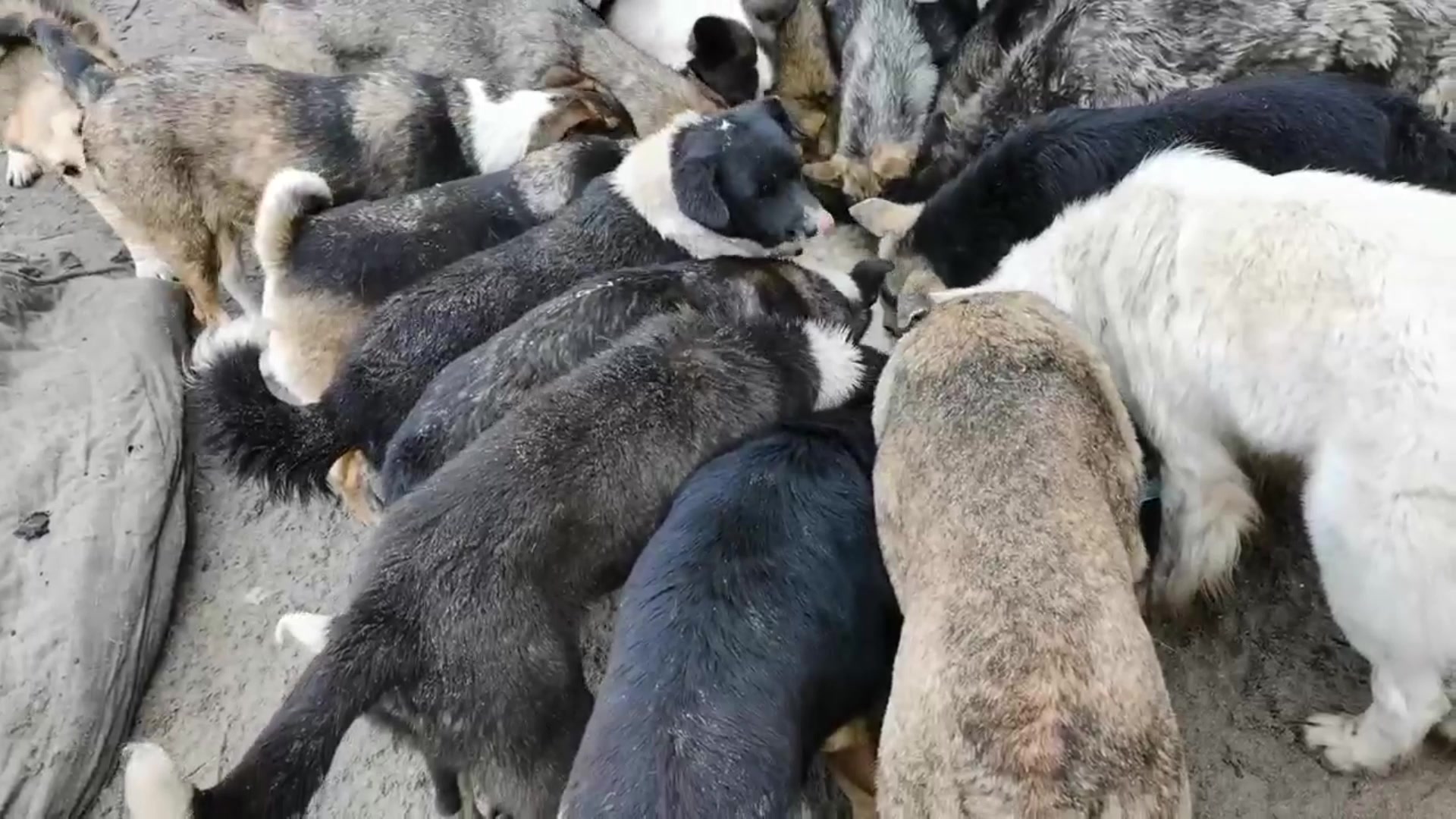 ДОРА как служба СПАСЕНИЯ.🐕🐈 Нам ВСЕГДА надо оставаться ЛЮДЬМИ!