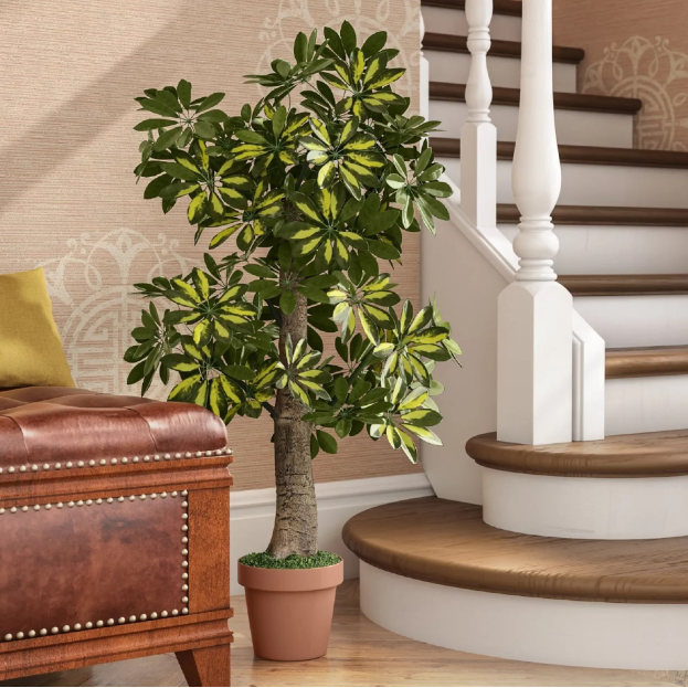 Шеффлера или Зонтичное дерево – природный поглотитель табачного дыма