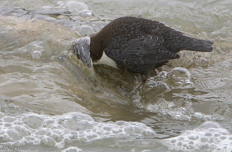 Картинка оляпка под водой