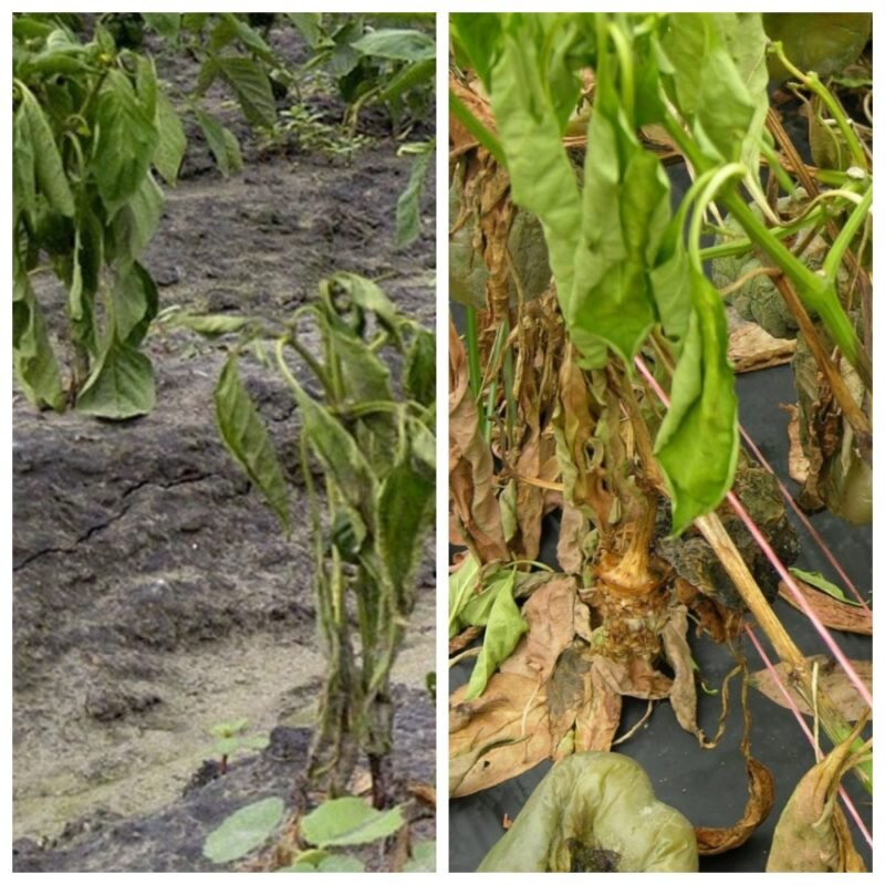 Увядание листьев перца