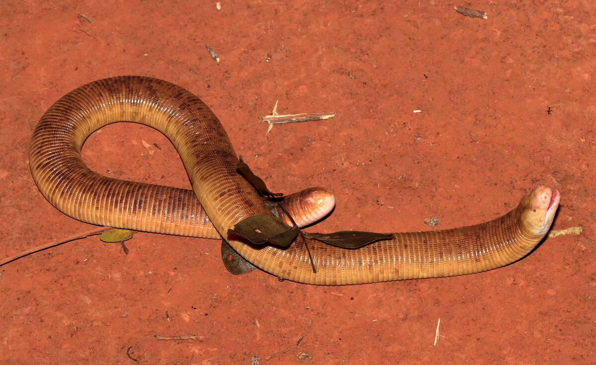 Белая амфисбена, или ибижара (Amphisbaena alba) из Бразилии.
Фото: paulohs69, Inaturalist.
При опасности этот вид амфисбены поднимает и голову, и похожий на неё хвост