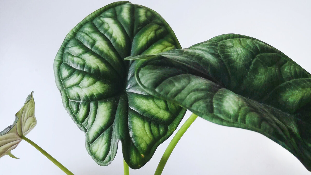 Алоказия шкура дракона (Dragon Scale)