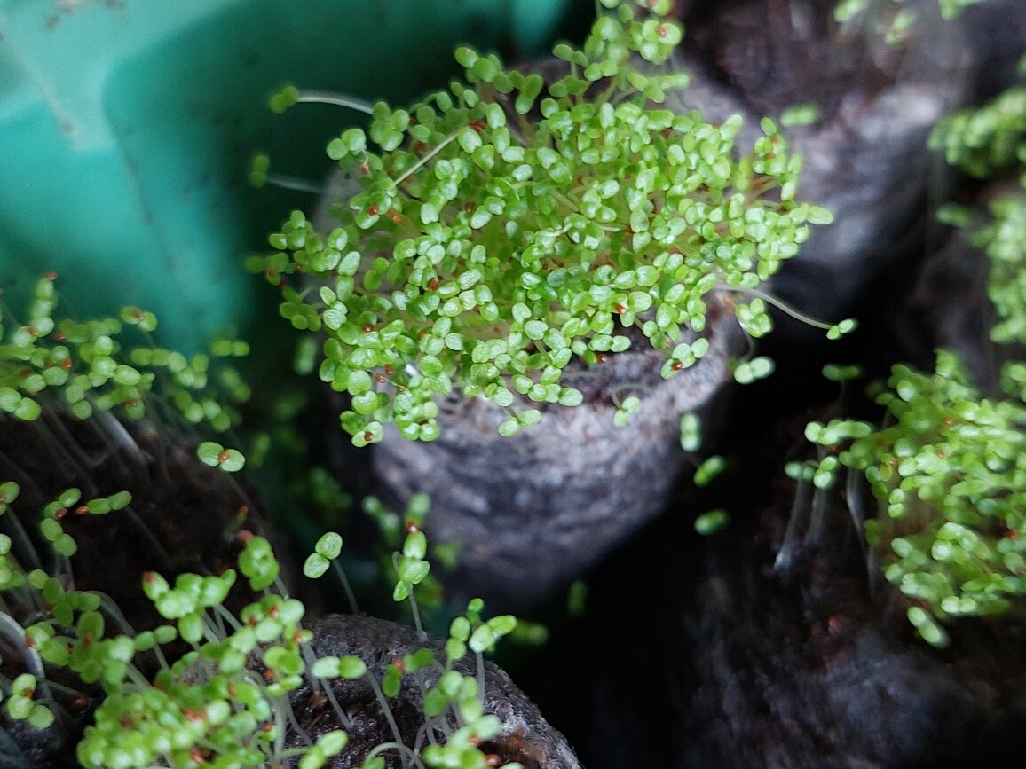 Лобелия взошла...