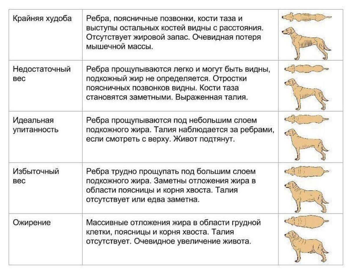 Стадии ожирения у собак таблица