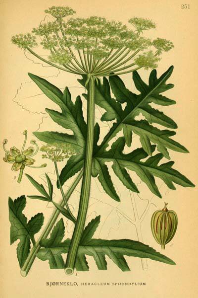 Фото с сайта: vestnik-sadovoda.ru