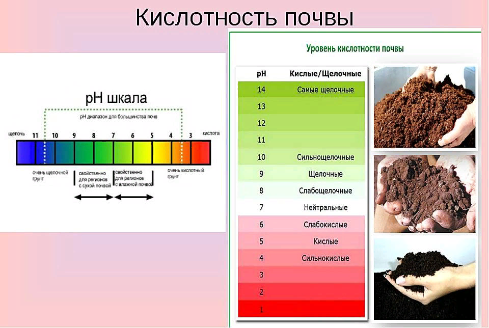 Кислотность почвы это. Кислотность почвы 5.5,6.2. Уровень кислотности PH почвы. Кислотность почвы таблица PH. Кислотность почвы показатель РН