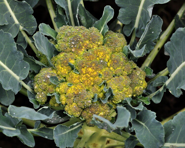 Капуста брокколи зацвела. Капуста брокколи зацвела. Капуста брокколи зацвела. Капуста брокколи соцветия. Капуста брокколи зацвела.