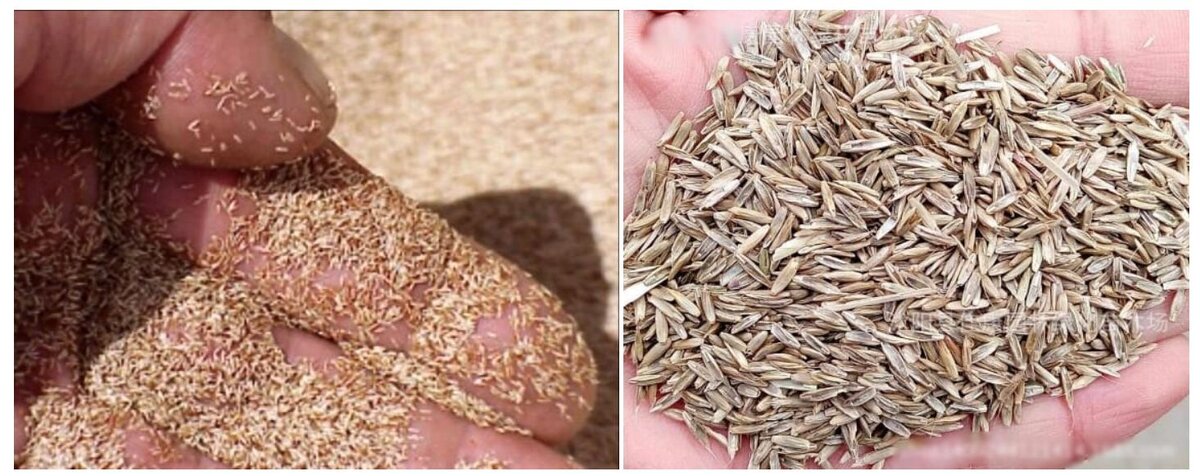 Для сравнения: слева — полевица, справа — райграс, «почувствуйте разницу» называется.