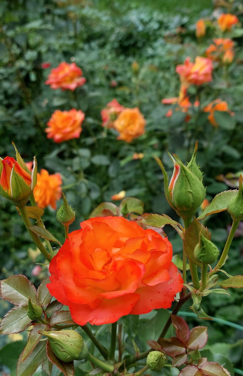 Гуд Монинг. Флорибунда. На дальнем плане Конфетти (флорибунда) - роза, растущая на одной ноге). И не скажешь). 