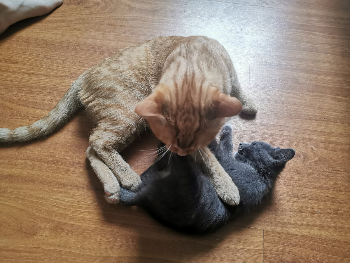 Я тебя поймал. 