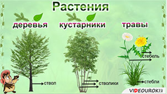 Яндекс Картинки: поиск изображений в интернете, поиск по изображению