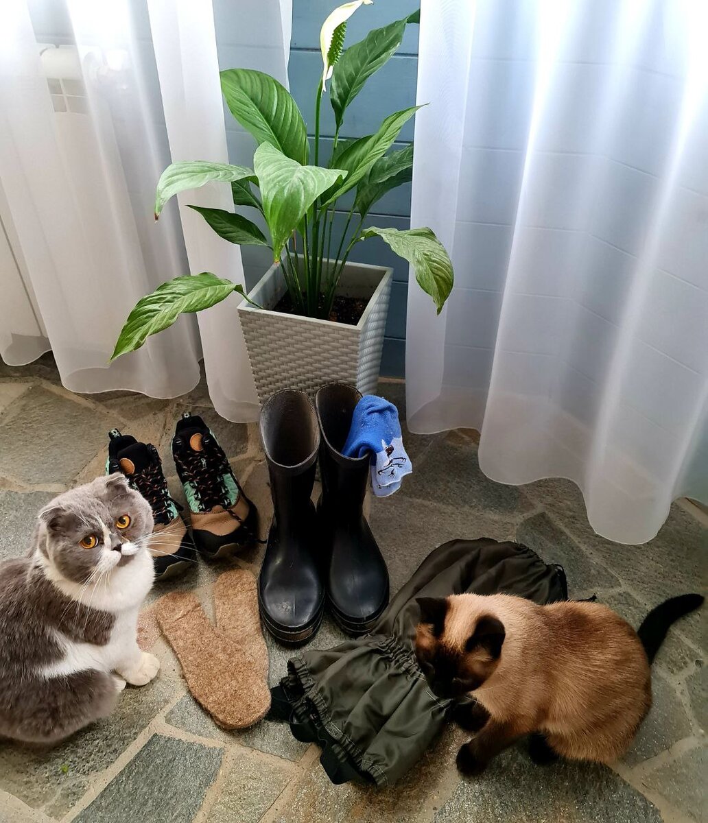 Сборы в поход. Кошки, как всегда, в деле :))))))))))))