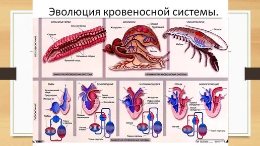 Эволюции кровеносной нервной. Эволюция кровеносной системы у животных таблица. Эволюция органов кровеносной системы позвоночных животных. Эволюция кровеносной системы хордовых. Кровеносная система 6 класс биология.