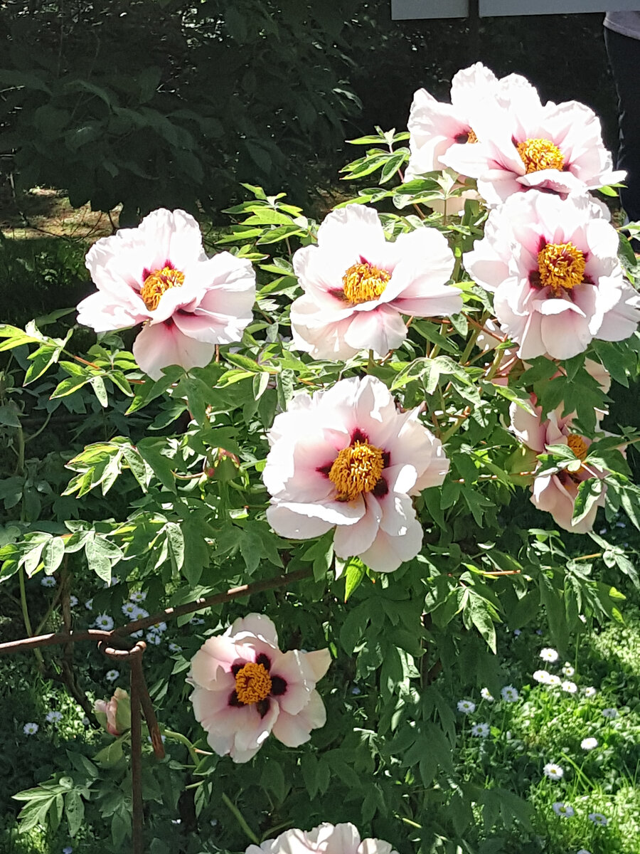 Цветут древовидные пионы в Ботаническом саду МГУ | Сад Анны Гауэр | Дзен