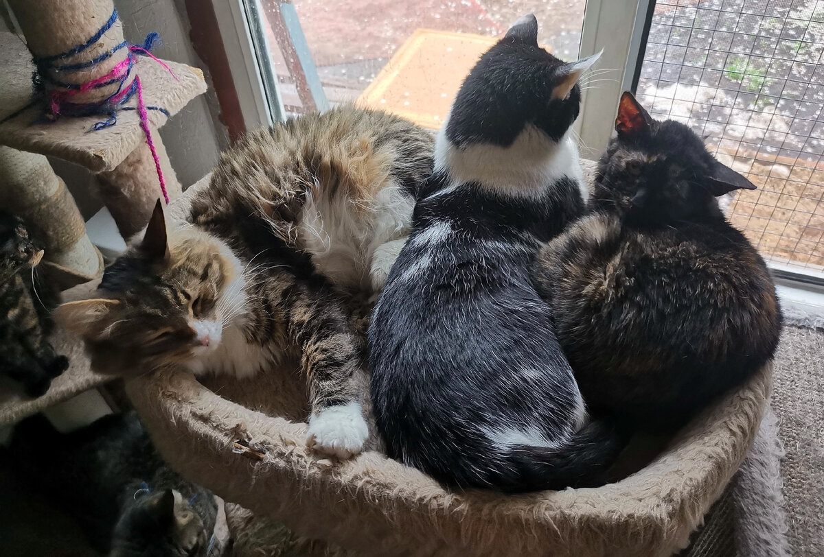 продолжай кошка