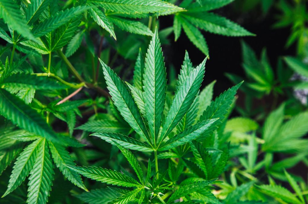 Взято с ресурса: https://med-zahid.com.ua/blog/marihuana-tak-li-strashen-zver/