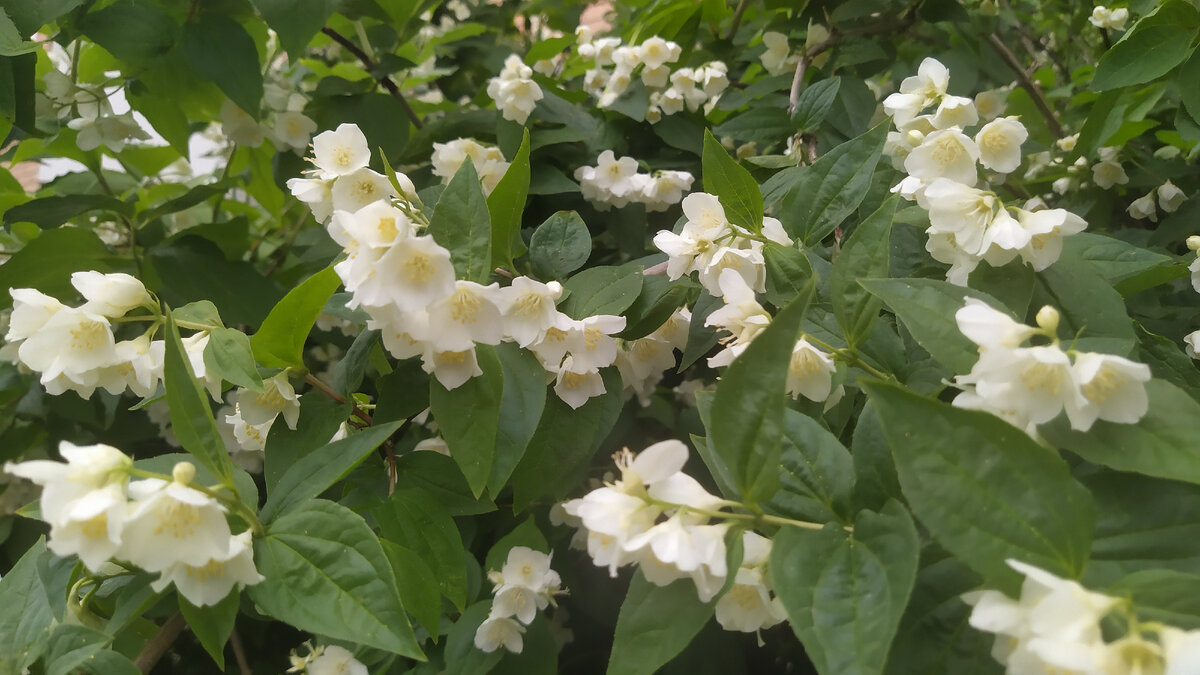 Красота во дворах