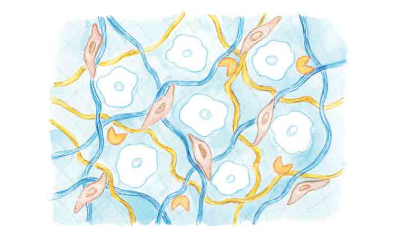 Внеклеточный матрикс. Иллюстрация из книги Анастасии Дубинской «AGE OFF. Сотри возраст с лица» — Москва: Эксмо, 2021