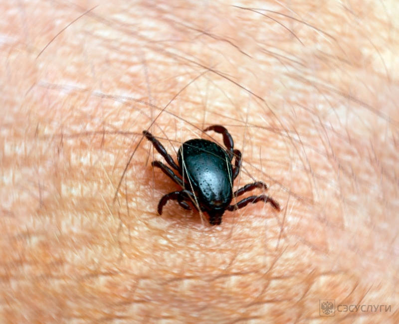 Собачий клещ Ixodes Ricinus. Клещ Лесной Энцефалитный. Клещ полосатый Энцефалитный.