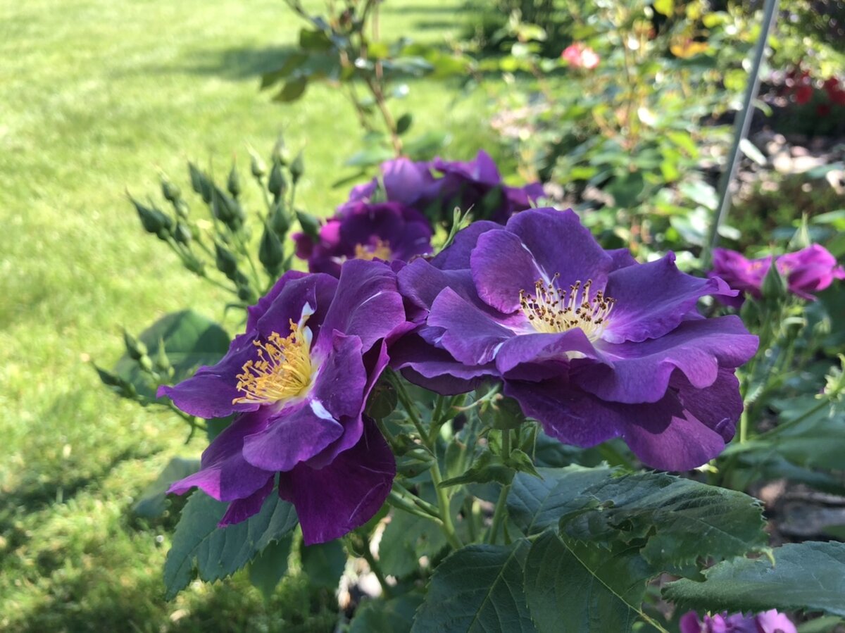 Рапсоди ин Блю