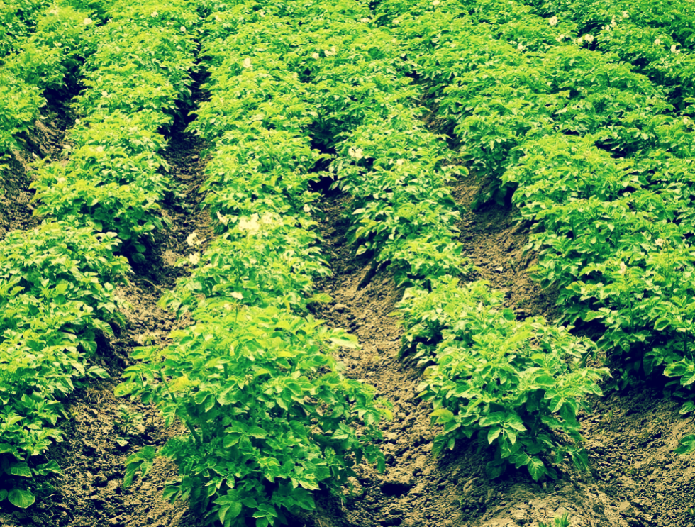 Грядки с картошкой