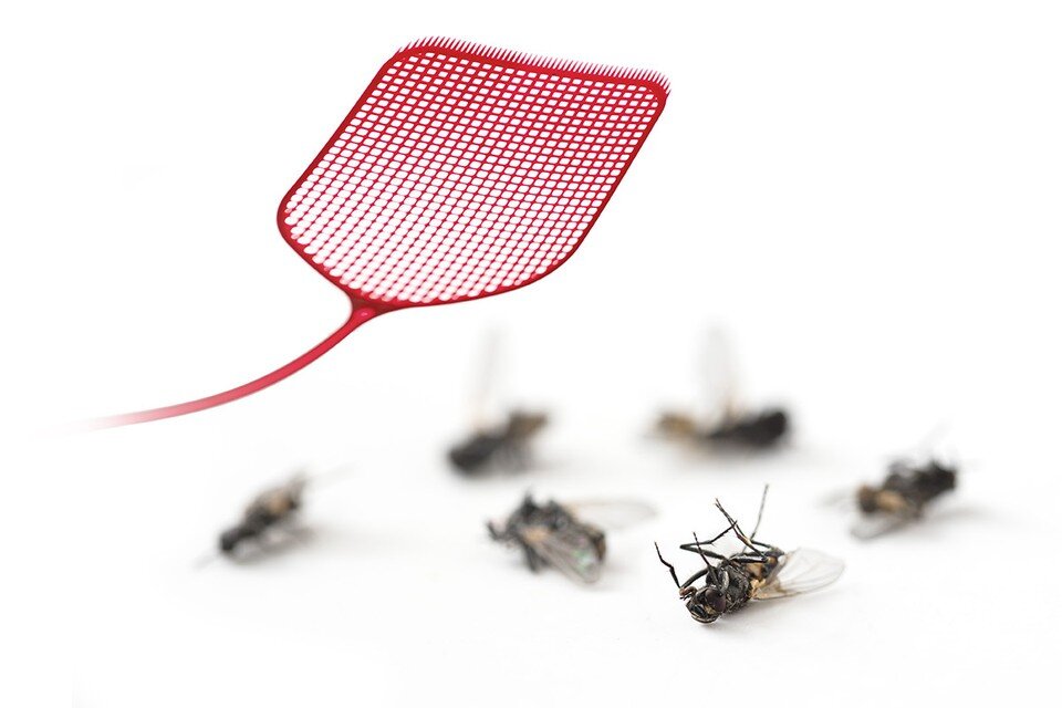 Комнатная муха вред. Какой вред приносят мухи. Паразитическая муха trypocalliphora braueri. Муха фото. Питание комнатной мухи.