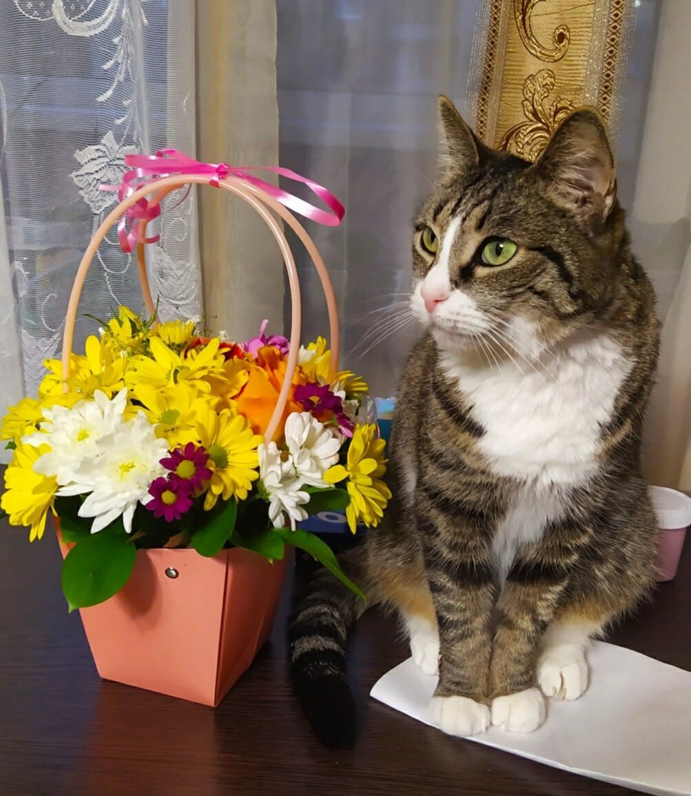 Фото из дома. Кошка Липа 😻🐾
