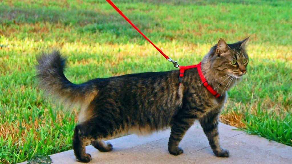 Кошки любят гулять и многие хозяева идут им навстречу, выпуская своих мурлык на свободный выгул.-2