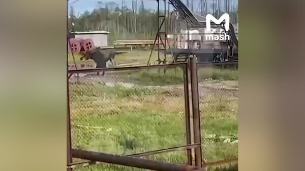 В Якутии засняли на видео драку медведя и лося на участке вахтового посёлка. Видео © Telegram / Mash 