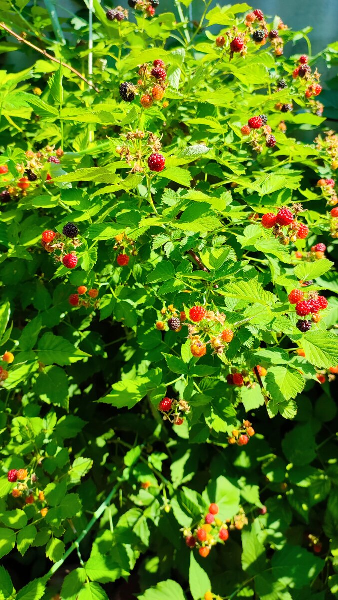 Фото автора. Вот такой куст издалека я приняла за цветы. И даже не поверила, что это станет моей любимой ягодой 