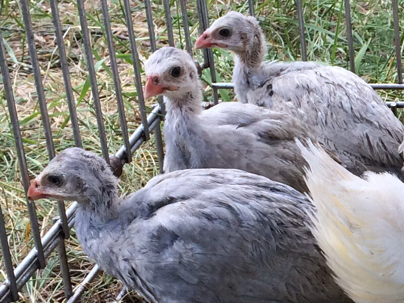 цесарки - молодняк