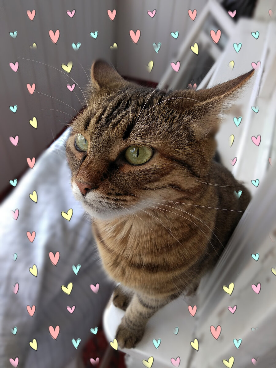 Фото автора. "Это я что ли воришка? Пф, я вас умоляю, и вы поверили в это?" (с) Тигруля. Перевод с кошачьего от автора😸