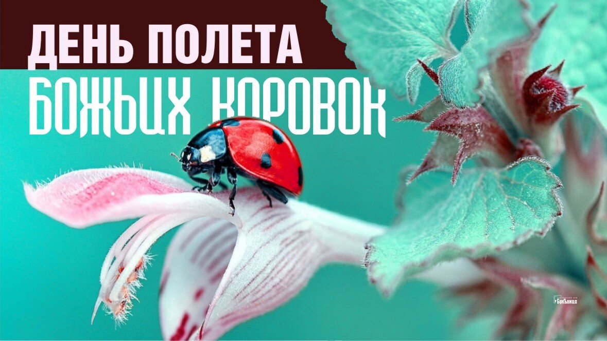 День полета божьих коровок. День полета божьих коровок 23 августа картинки. День полёта божьих коровок открытка. День полета божьих коровок. День полета божьих коровок 23.