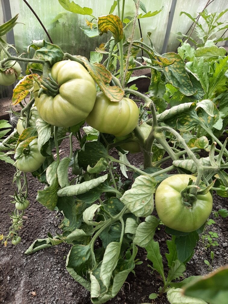 Плоды-тыковки