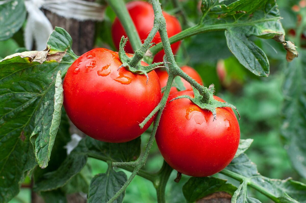 Как поливать помидоры во время созревания, чтобы плоды были крепкими и нетрескались
