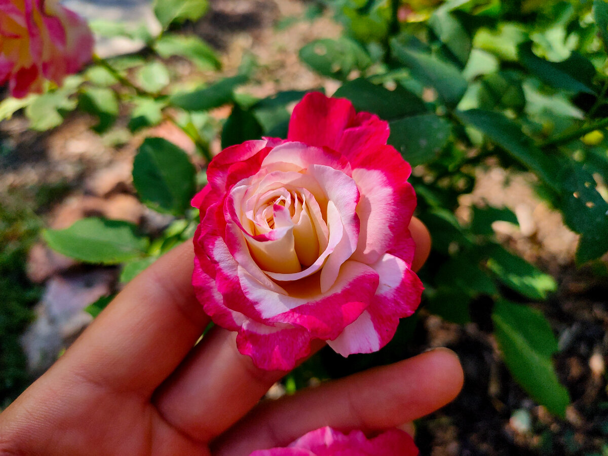 Фото просто для красоты:) К статье сделать не успела