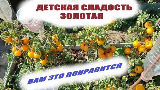 Томаты Гавриш Тор34291 - купить по выгодным ценам в интернет-магазине OZON (5993
