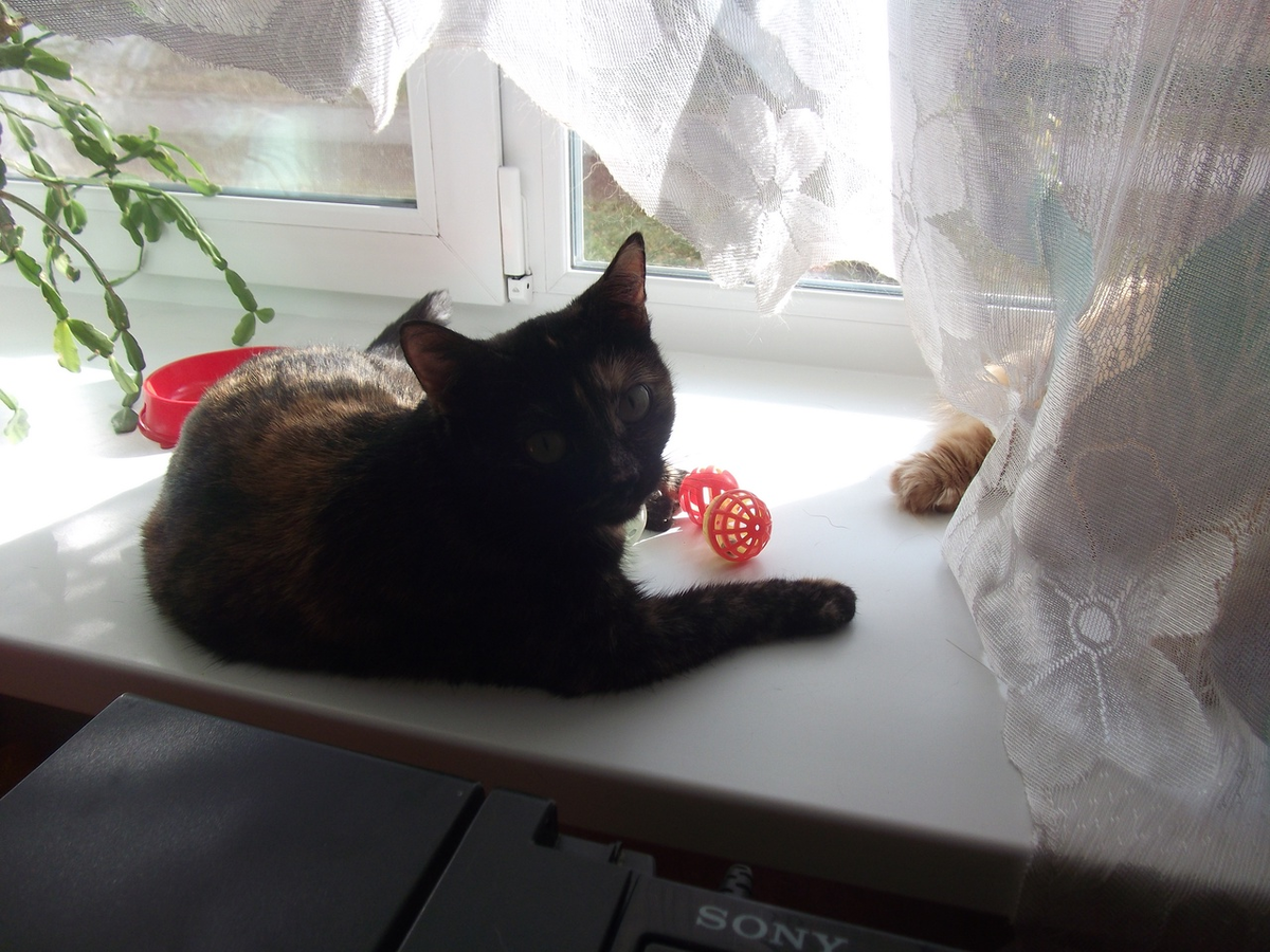 На подоконнике с игрушками