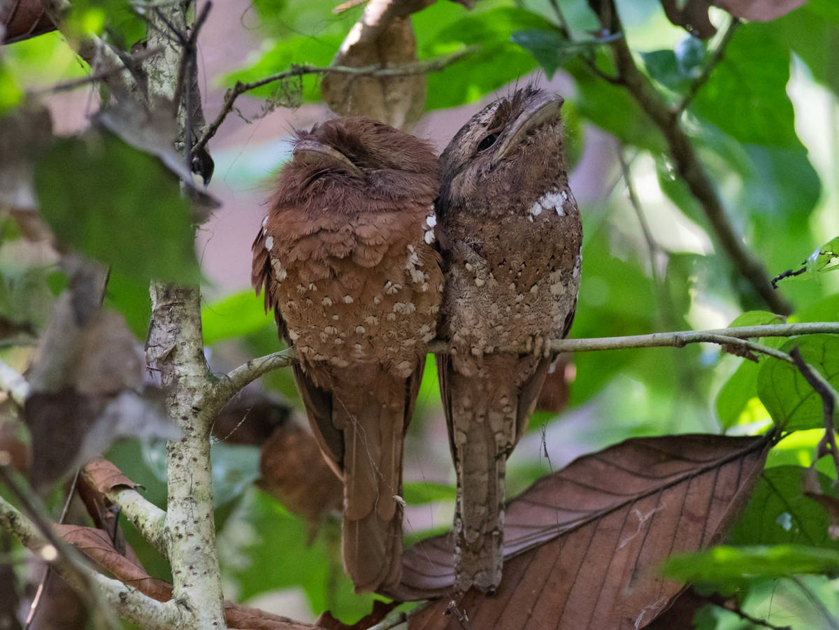 Горо: исчерпывающая информация о самой распространенной птице в мире