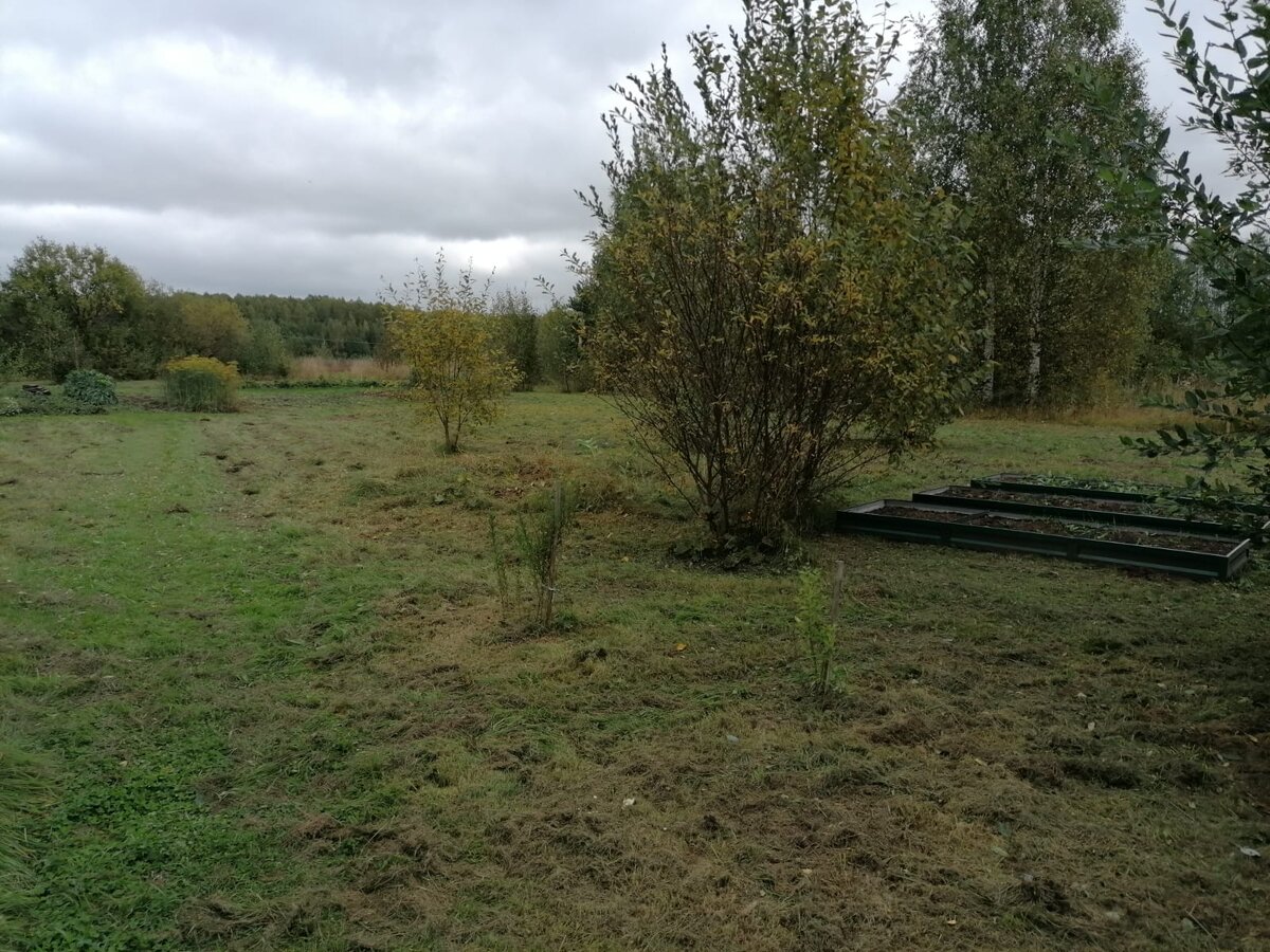 Кустиков уже меньше