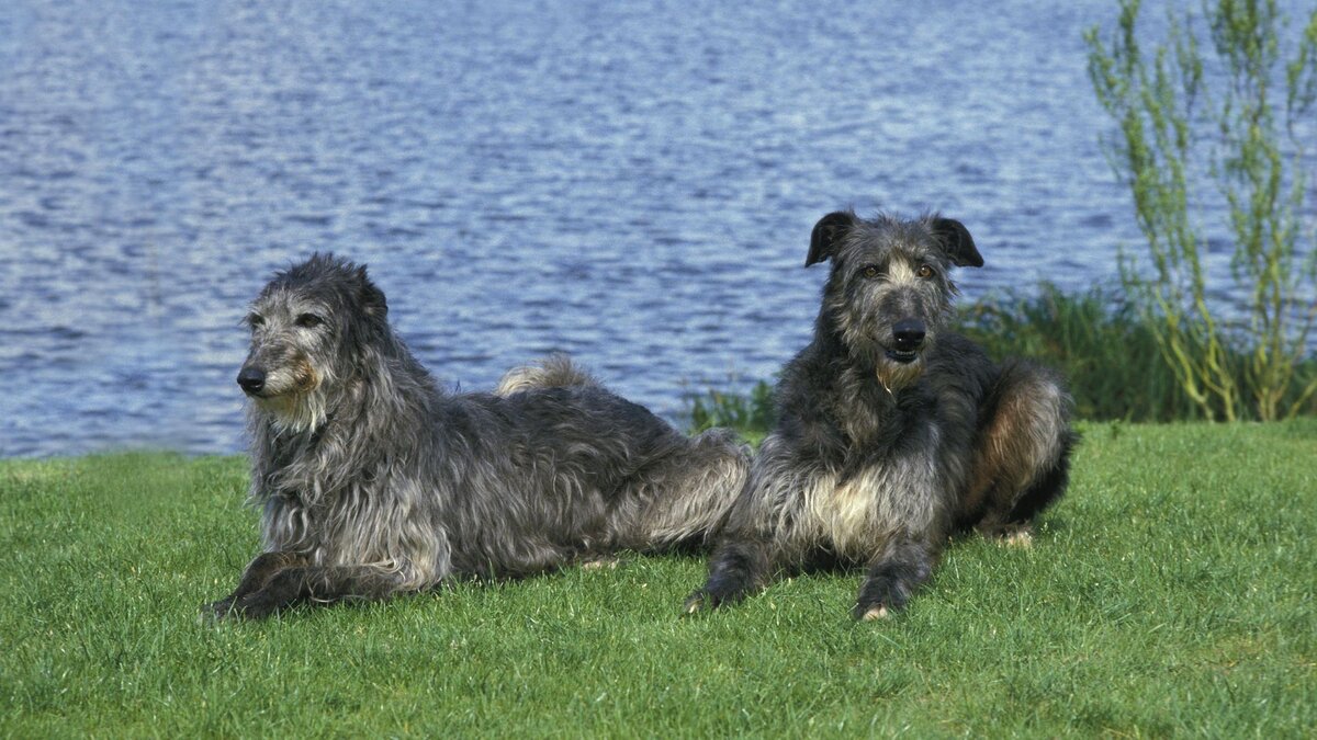Шотландские дирхаунды – одни из самых больших пород собак в мире 