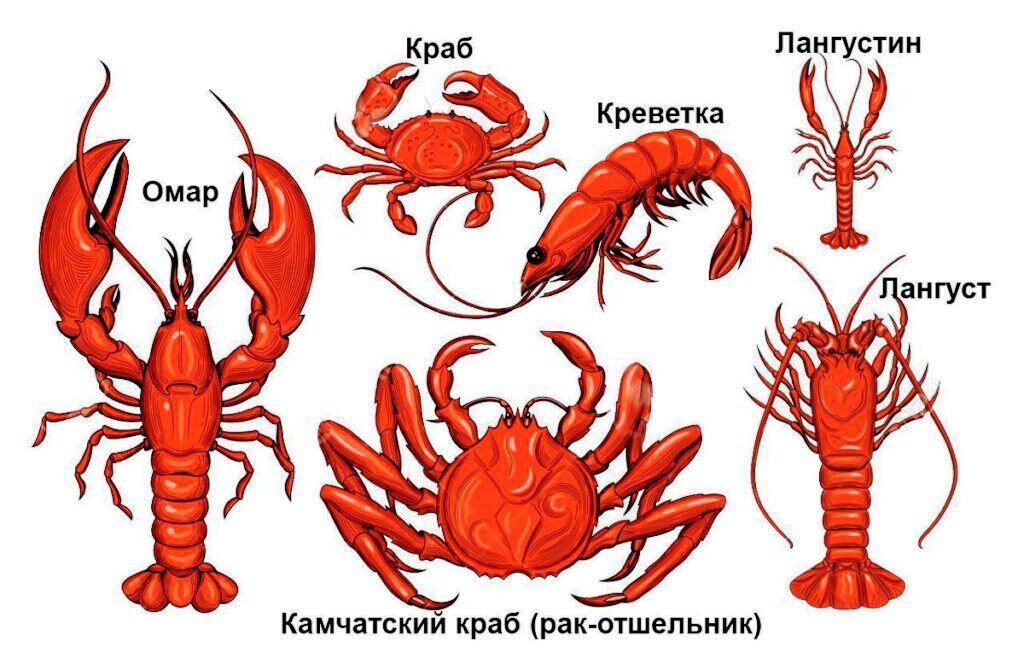 Гигантский краб на Марсе взбудоражил интернет - Российская газета