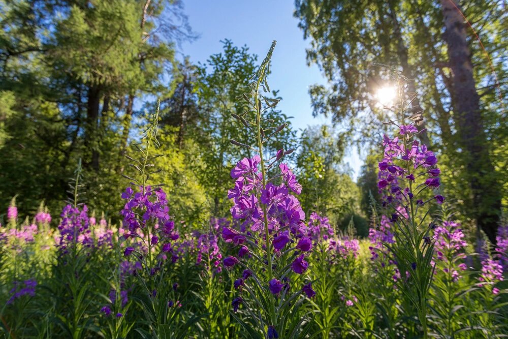 Какие сувениры привезти с Чукотки