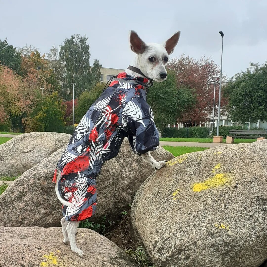 Собака-подозревака