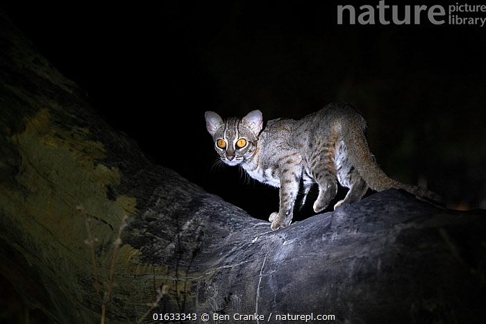 Принял пост на ночной дожор. 