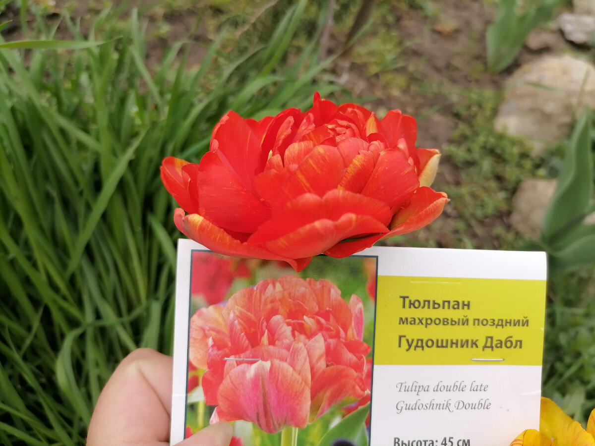 Gudoshnik double тюльпан фото и описание